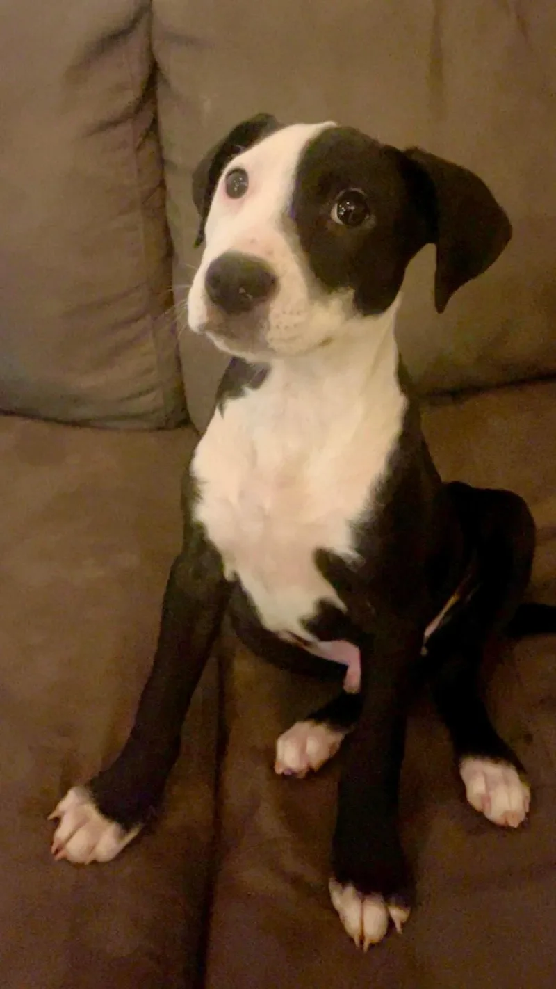 Valentino thumbnail 2