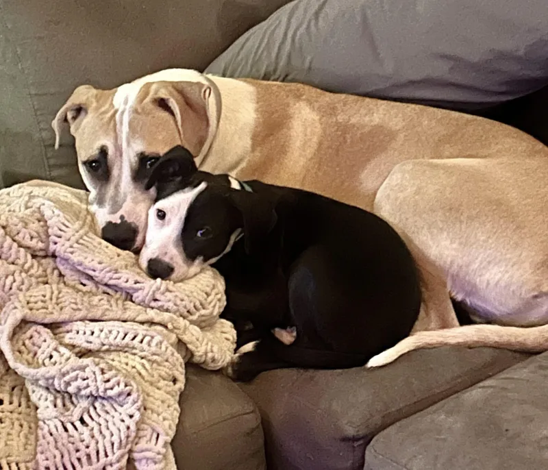 Valentino thumbnail 4