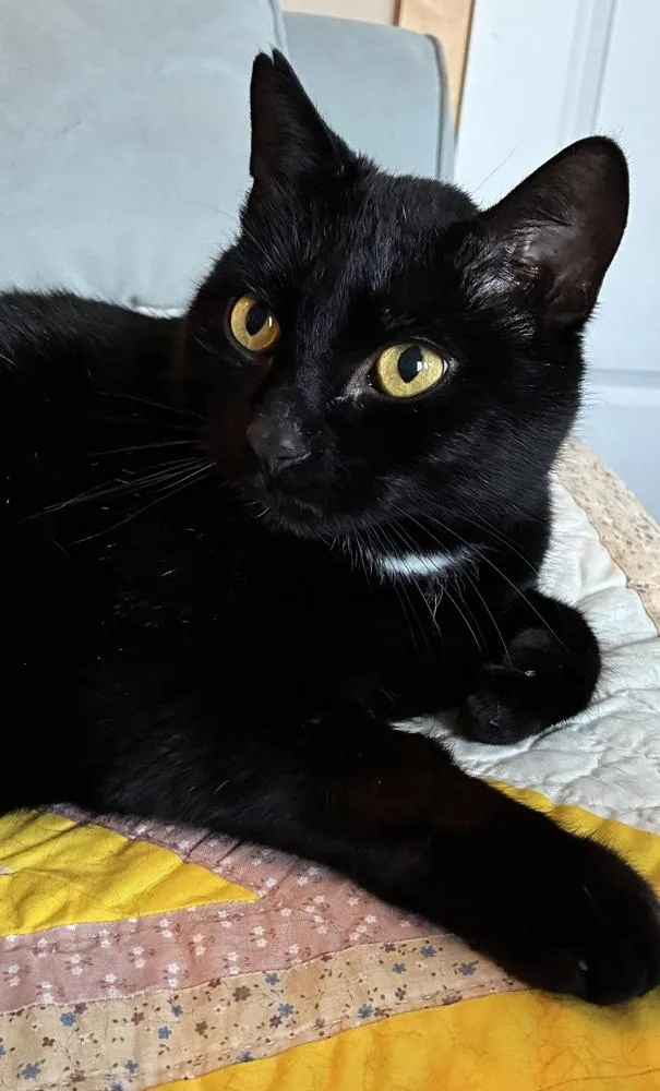 Chadwick thumbnail 2