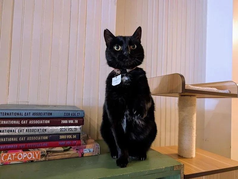 Chadwick thumbnail 4