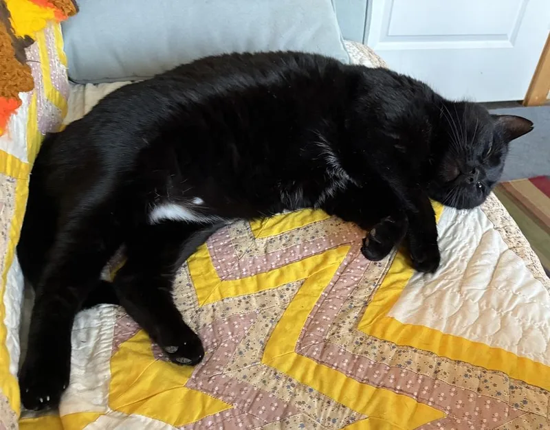 Chadwick thumbnail 6