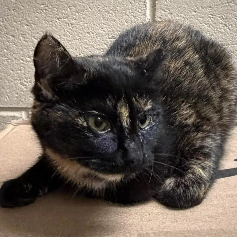 Pawnee Sisters: Ann thumbnail 2