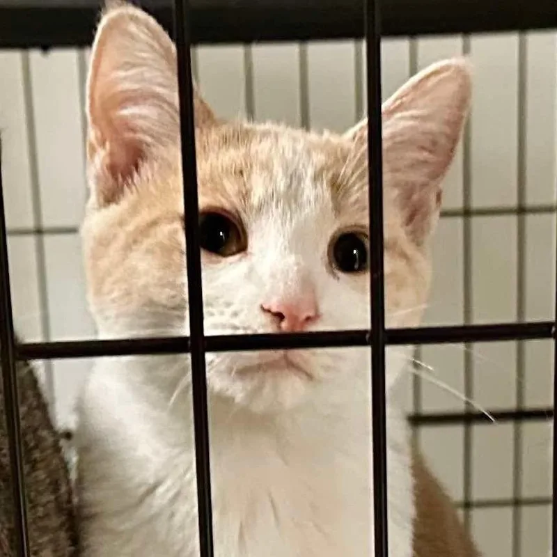 Greg Brady thumbnail 2