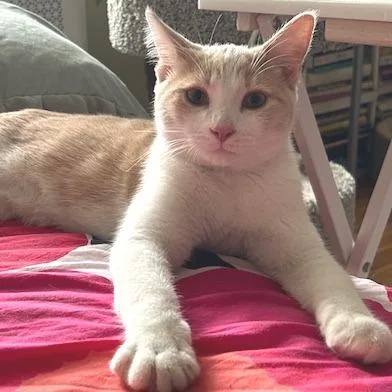 Greg Brady thumbnail 3