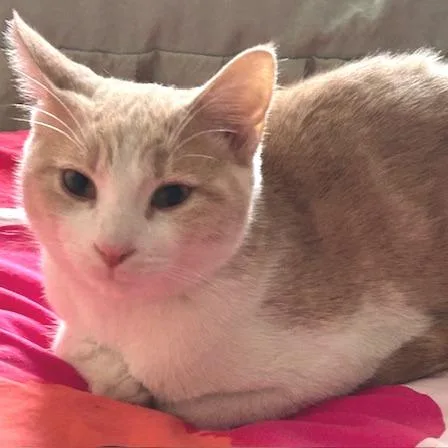 Greg Brady thumbnail 5