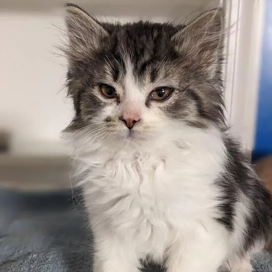 Rachel Green thumbnail 2