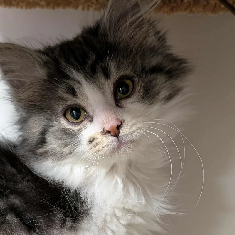 Rachel Green thumbnail 3