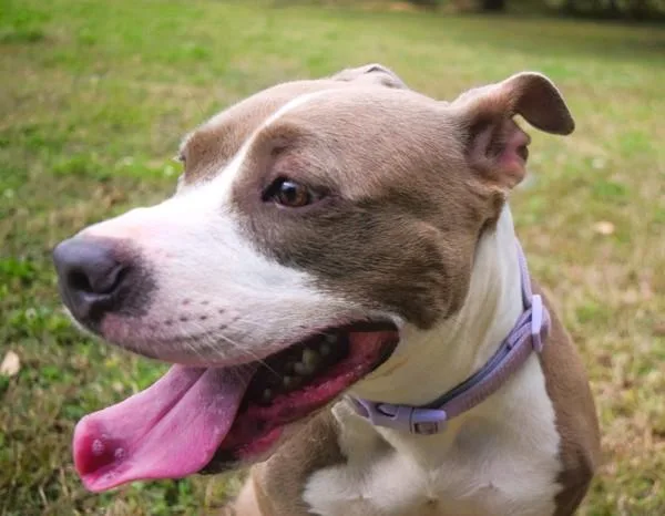 Lady Belle thumbnail 2