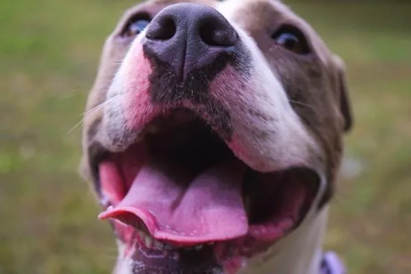 Lady Belle thumbnail 3