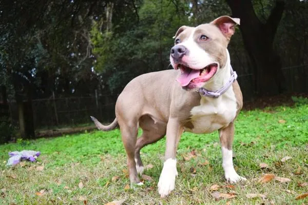 Lady Belle thumbnail 4