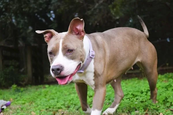 Lady Belle thumbnail 5