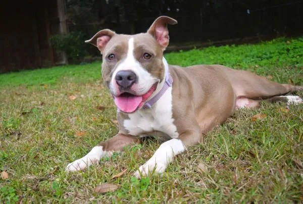 Lady Belle thumbnail 6