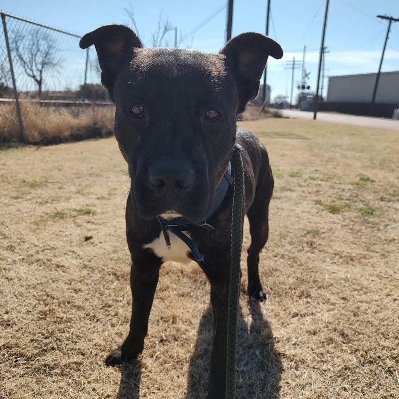 Buster D thumbnail 2