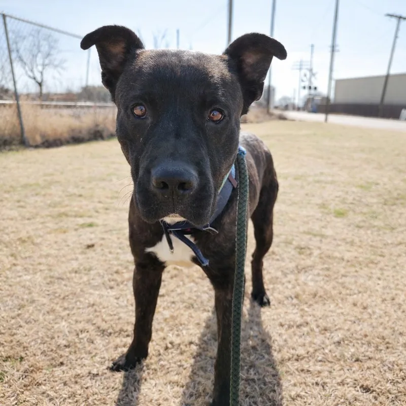 Buster D thumbnail 3