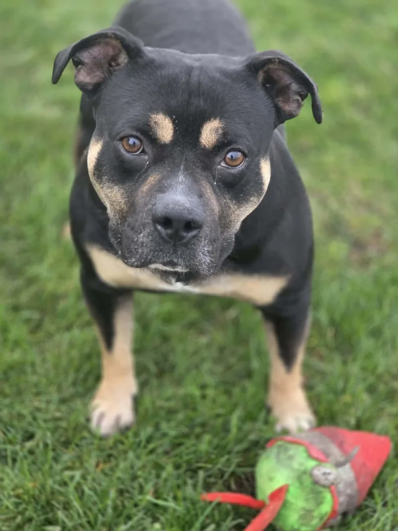 Butterball thumbnail 2