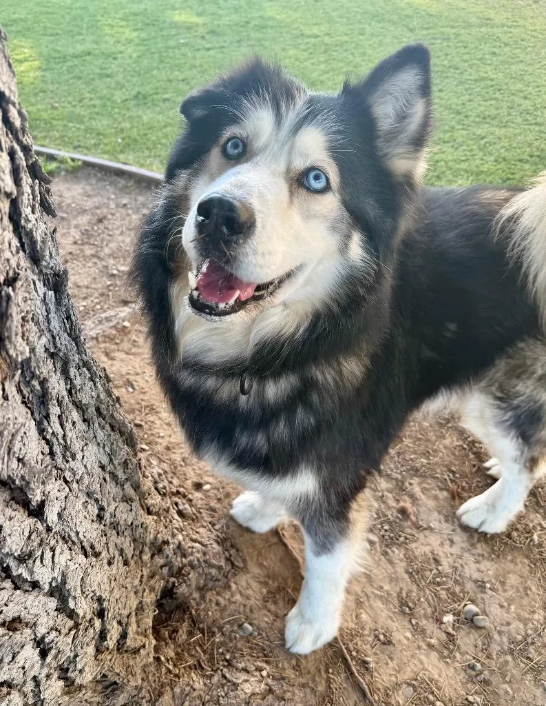 Grandpaw thumbnail 3