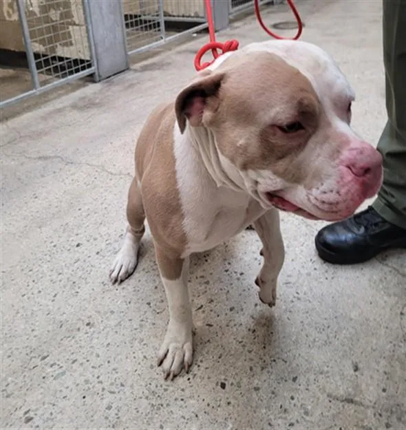 Spike Aka Beck photo 1