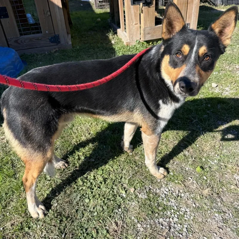 Wilson! D thumbnail 2