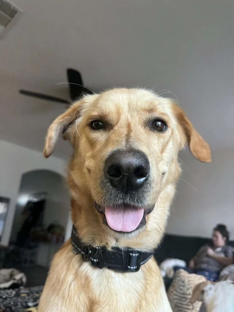 Dug Pka King thumbnail 2