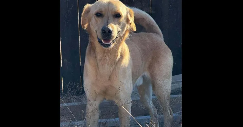 Dug Pka King thumbnail 3