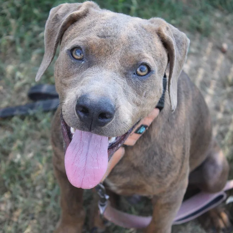 Bubba Gump thumbnail 2