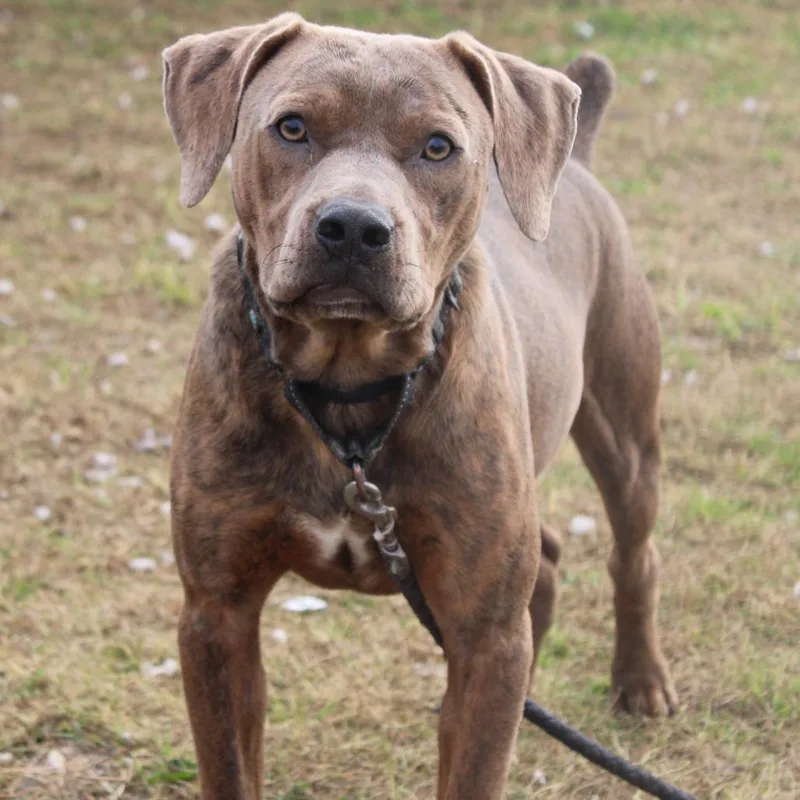 Bubba Gump thumbnail 5