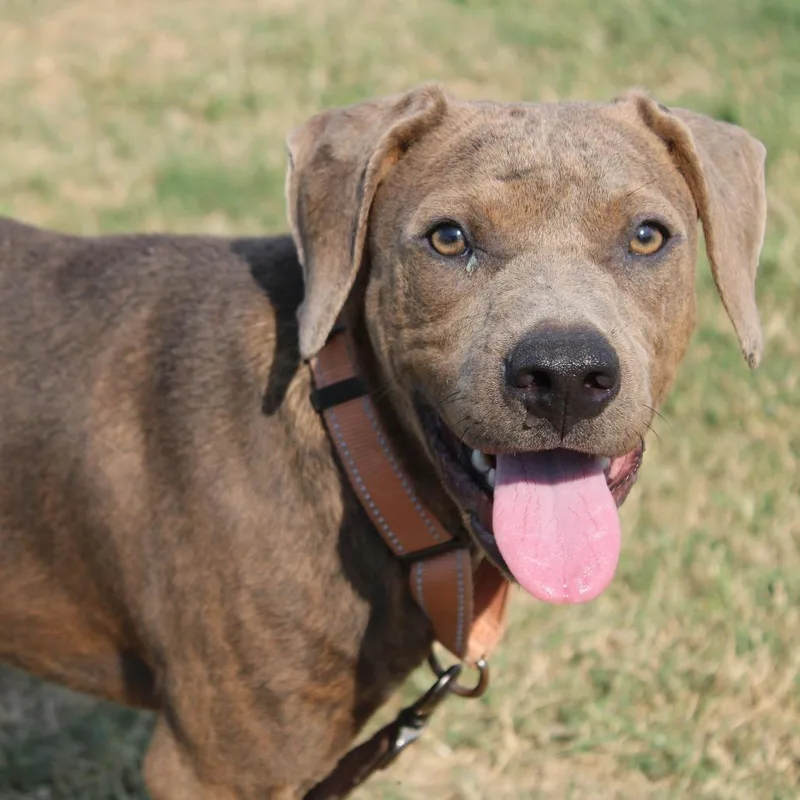 Bubba Gump thumbnail 6