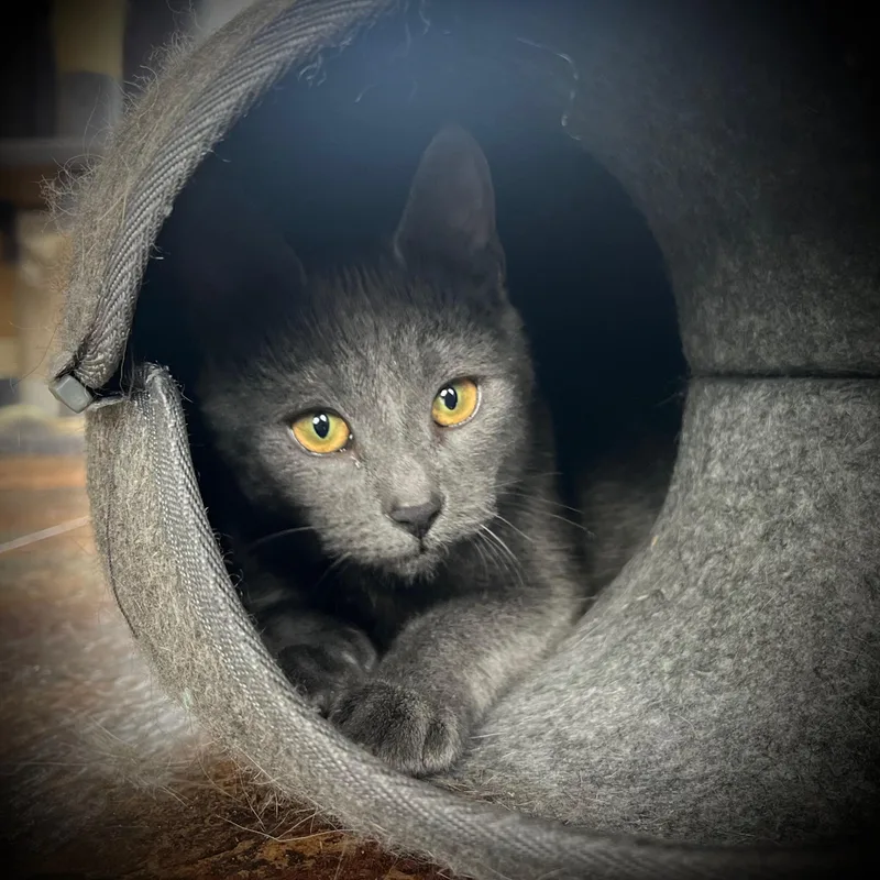 John Lennon thumbnail 2