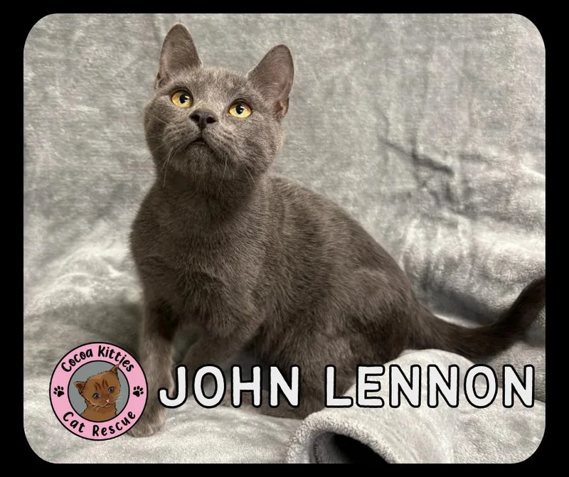 John Lennon thumbnail 4