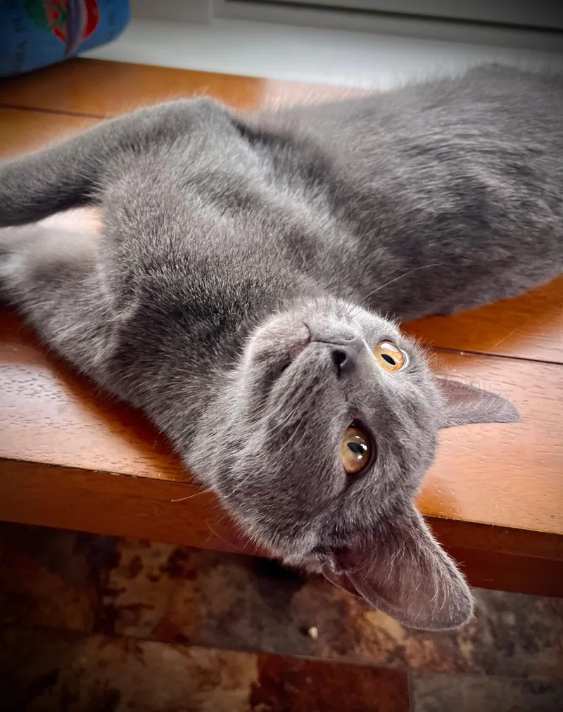 John Lennon thumbnail 5