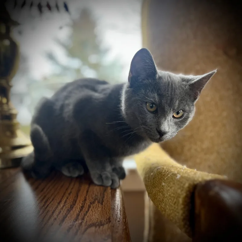 Paul Mccartney thumbnail 3