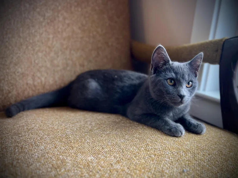 Paul Mccartney thumbnail 5