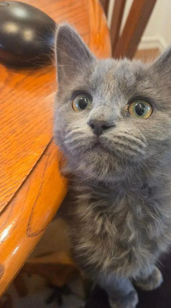 Lucille And Booberry