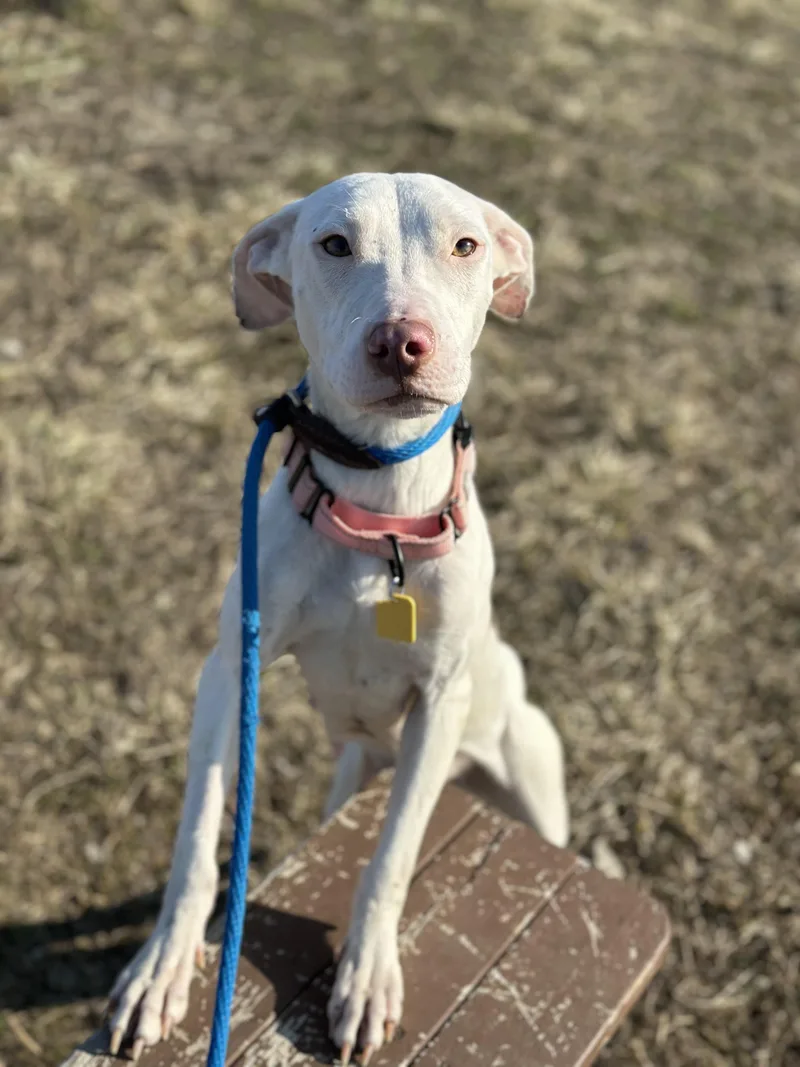 Gertrude thumbnail 2