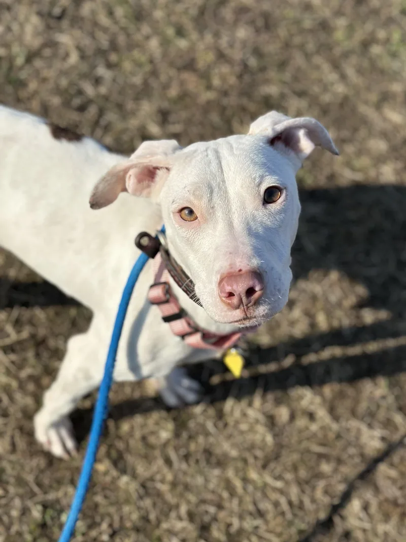 Gertrude thumbnail 3