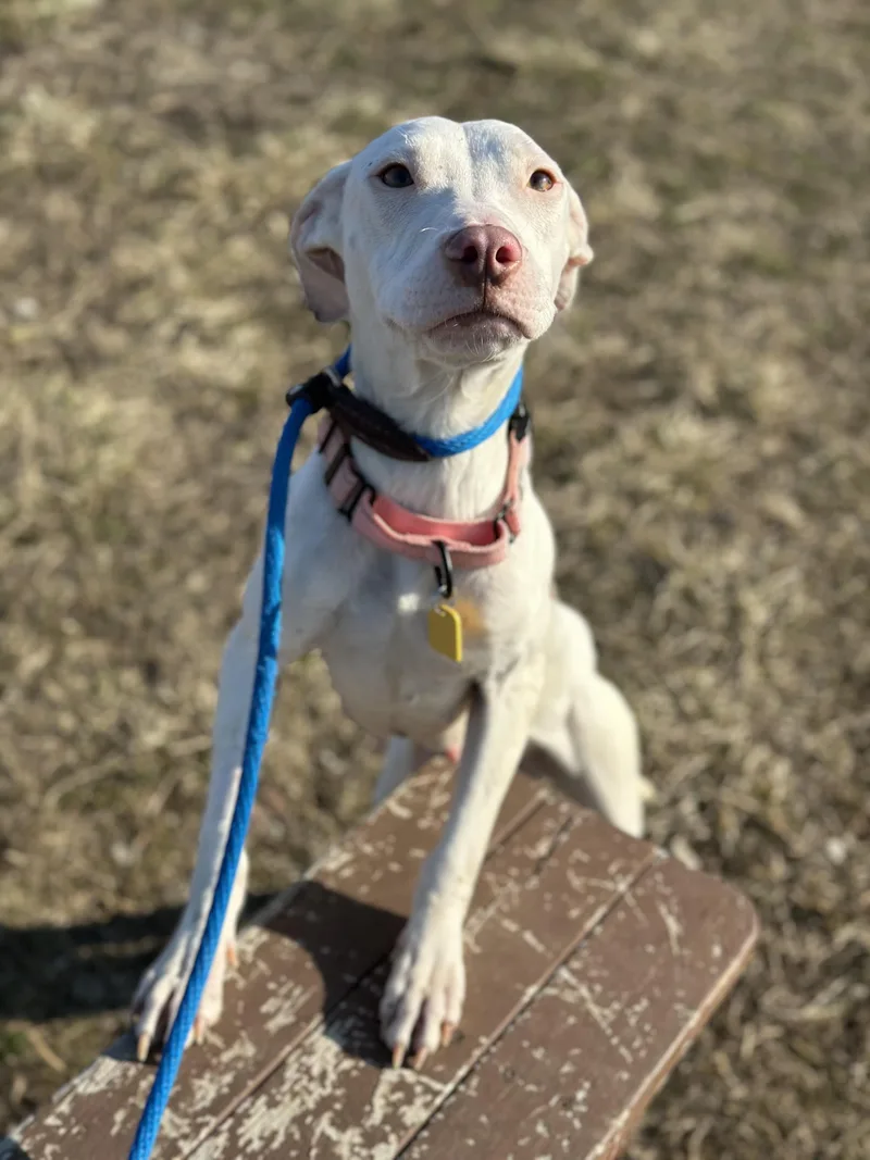 Gertrude thumbnail 5