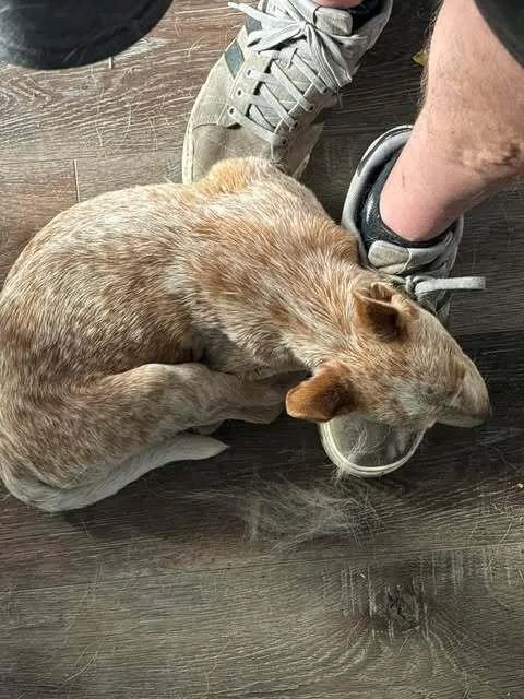 Gone With The Wind: thumbnail 5