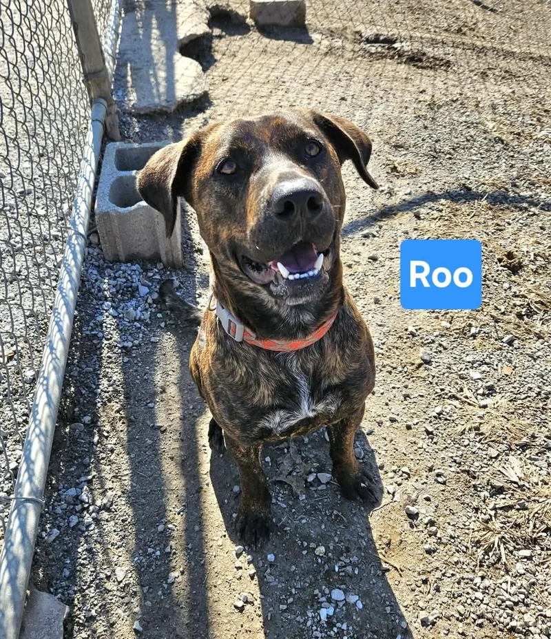 Roo