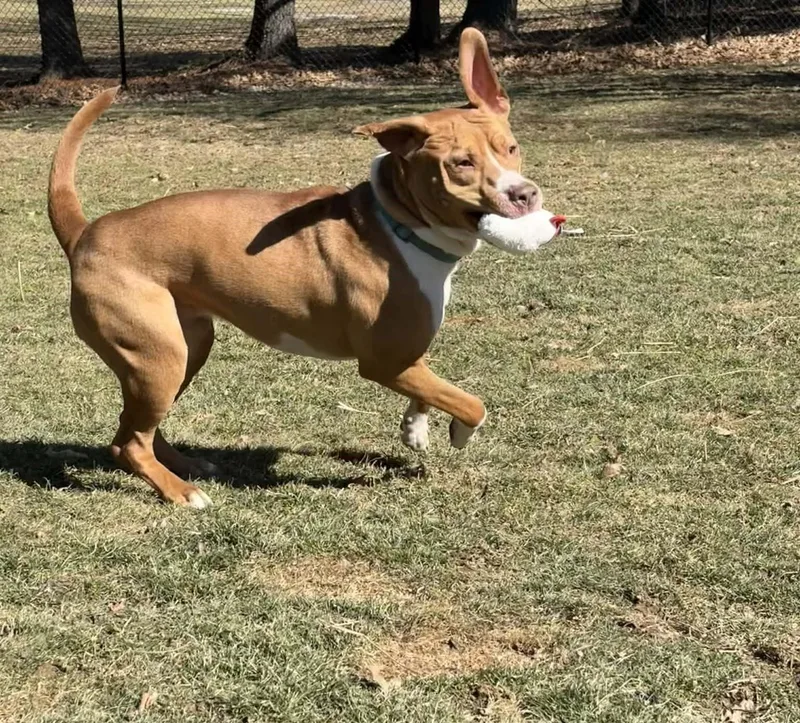 Mr Hawkbig Cuddlebug!!! thumbnail 2