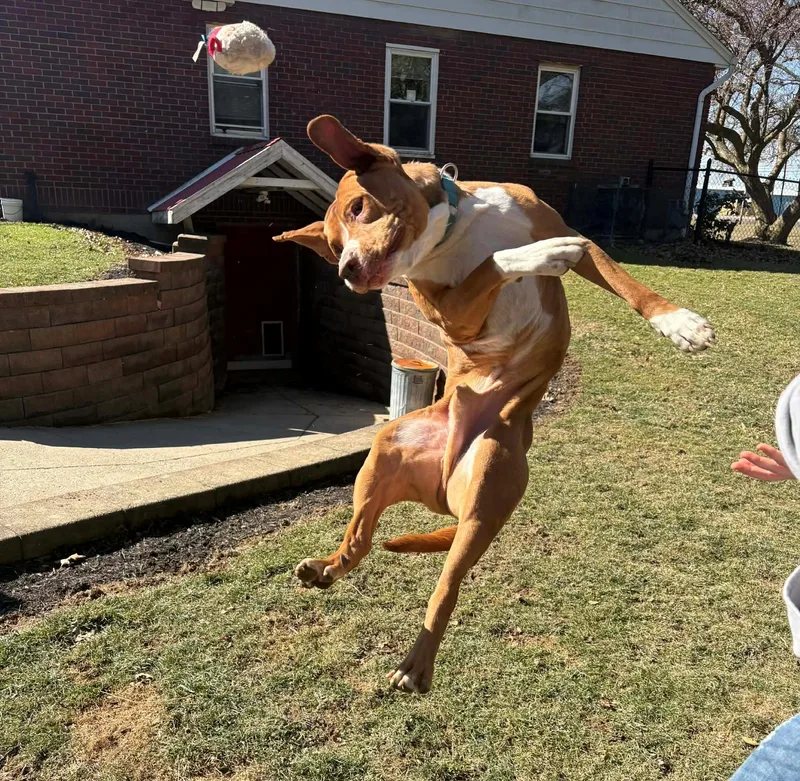 Mr Hawkbig Cuddlebug!!!