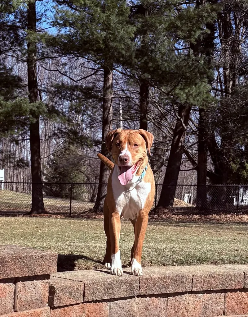 Mr Hawkbig Cuddlebug!!! thumbnail 5