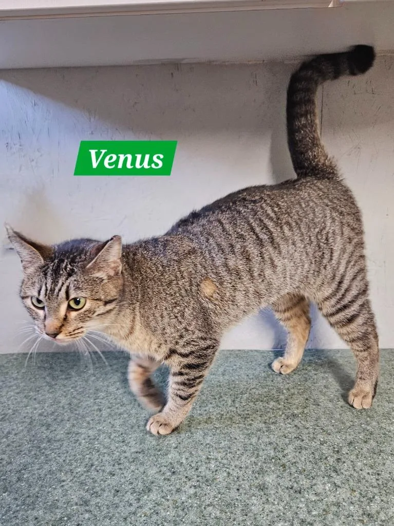 Venus