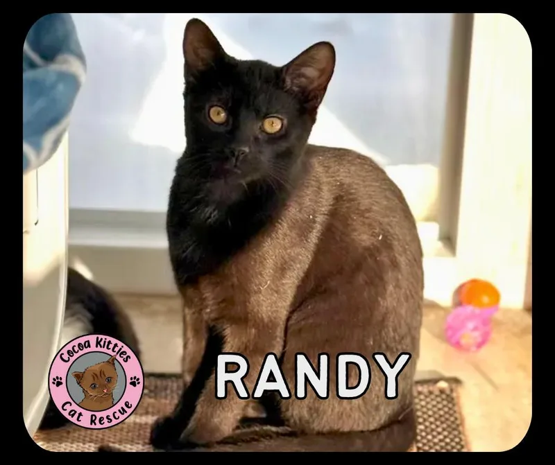 Randy thumbnail 6