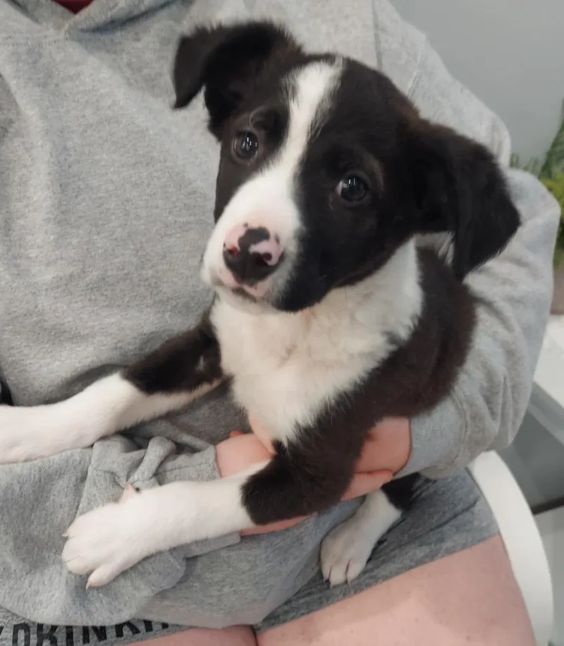 Roman "draco thumbnail 2