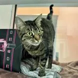 Penelope thumbnail 2