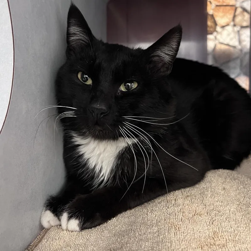 Sturgeon thumbnail 2