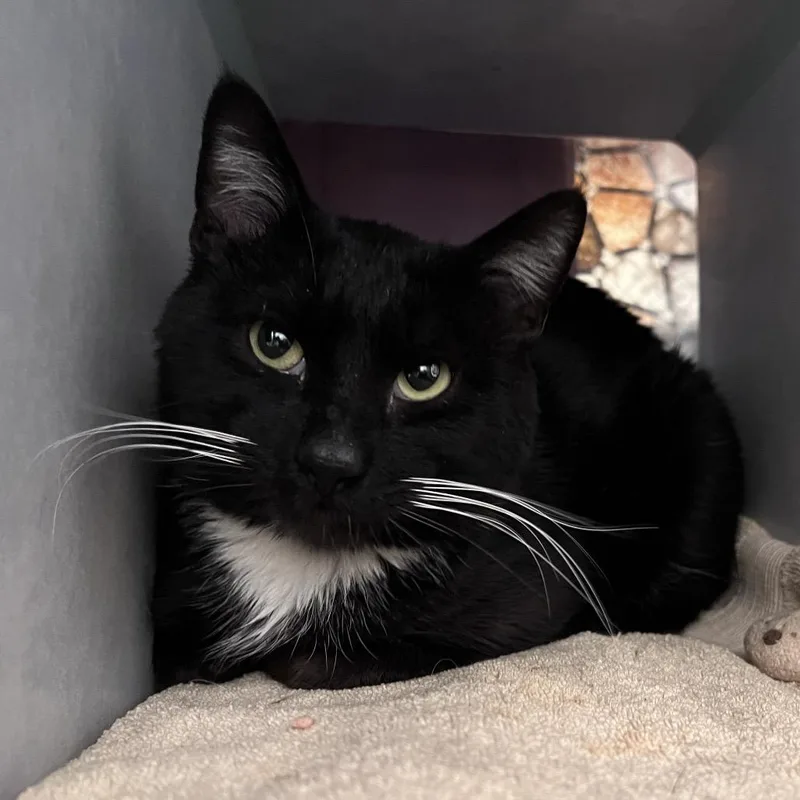 Sturgeon thumbnail 3