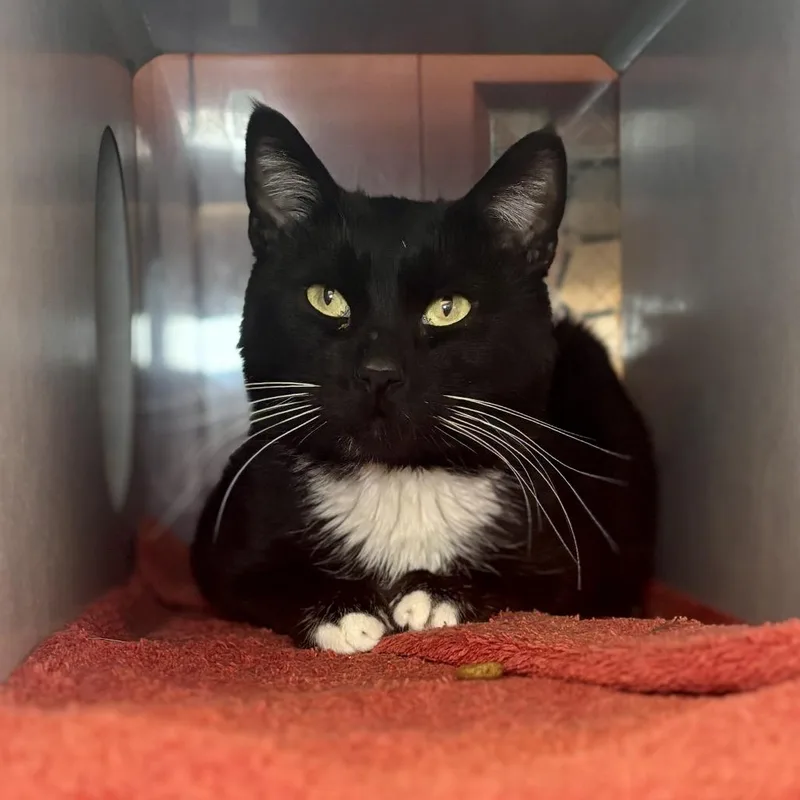 Sturgeon thumbnail 4