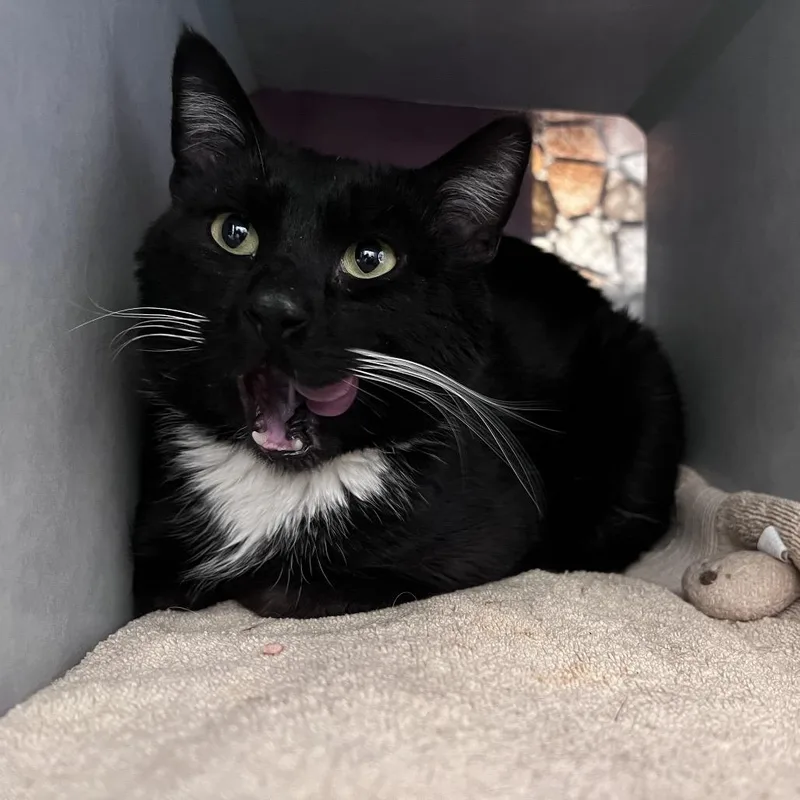 Sturgeon thumbnail 5