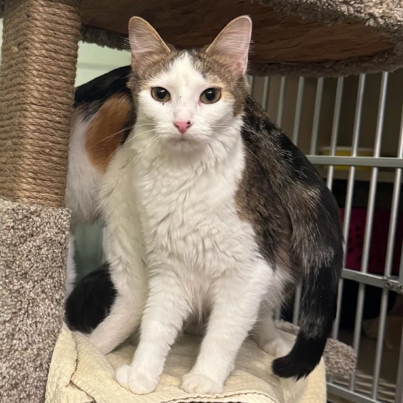 Sweet Pea thumbnail 2